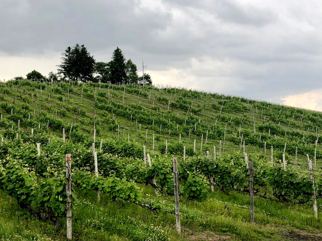 f:id:naikosan:20190620161142j:image f:id:naikosan:20190620161142j:image