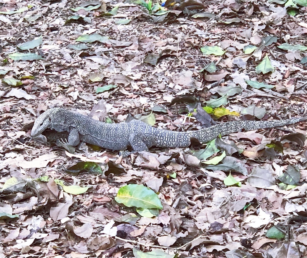 f:id:naikosan:20191220212257j:image