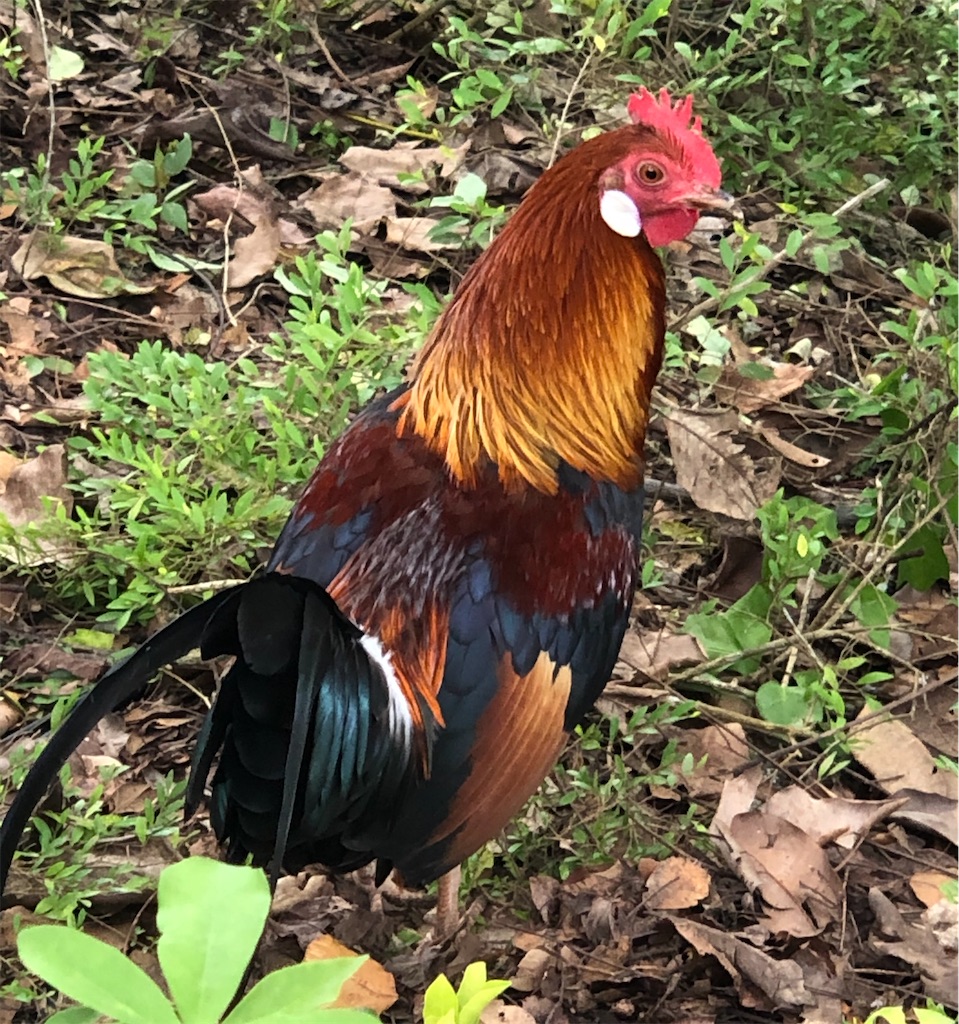 f:id:naikosan:20191220212334j:image