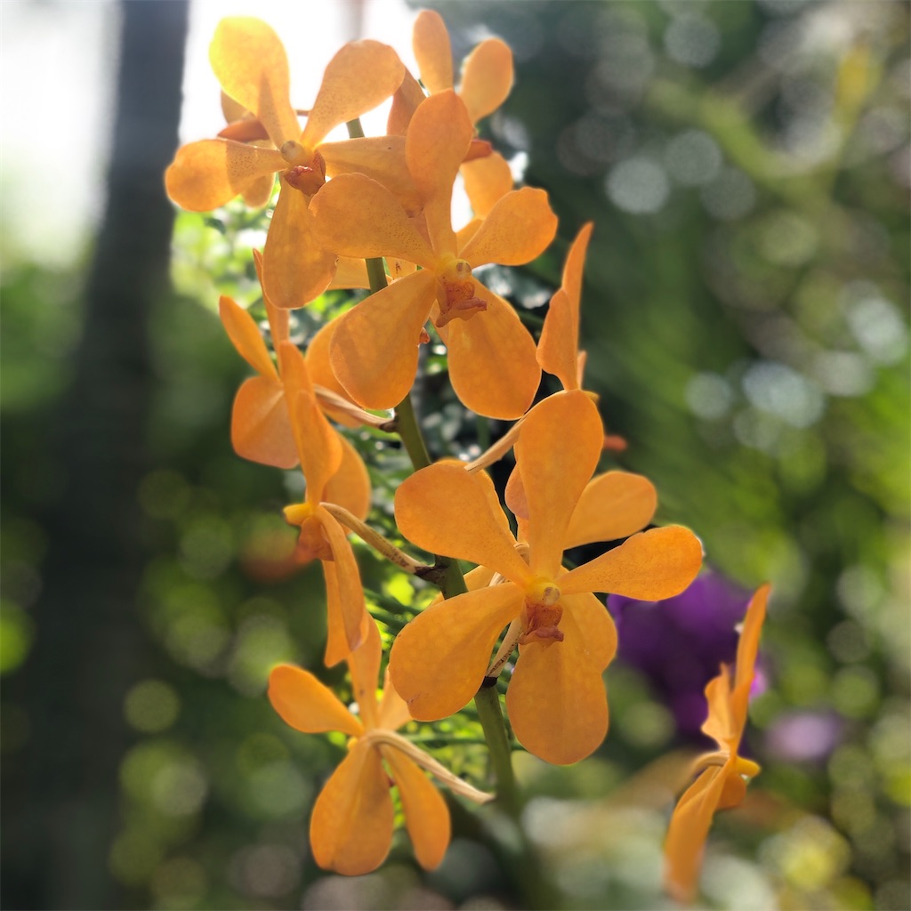 f:id:naikosan:20191220212930j:image