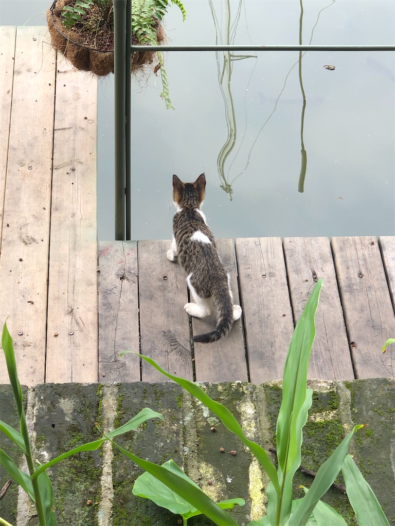 f:id:naikosan:20200929223736j:image f:id:naikosan:20200929223736j:image