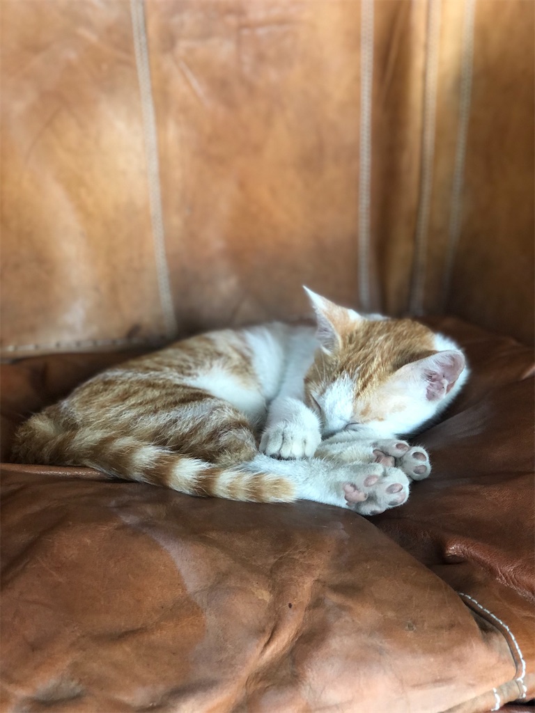 f:id:naikosan:20200929223831j:image f:id:naikosan:20200929223831j:image