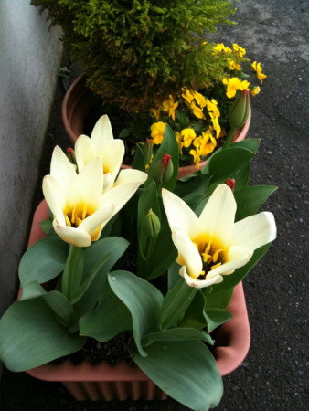 20100413082631