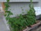 20120714072156