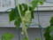 20120724073603