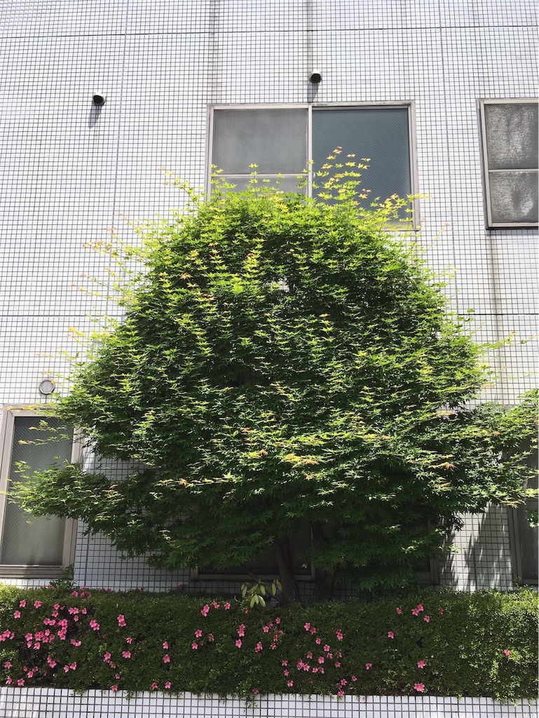 f:id:naitohos:20190524221100j:image f:id:naitohos:20190524221100j:image
