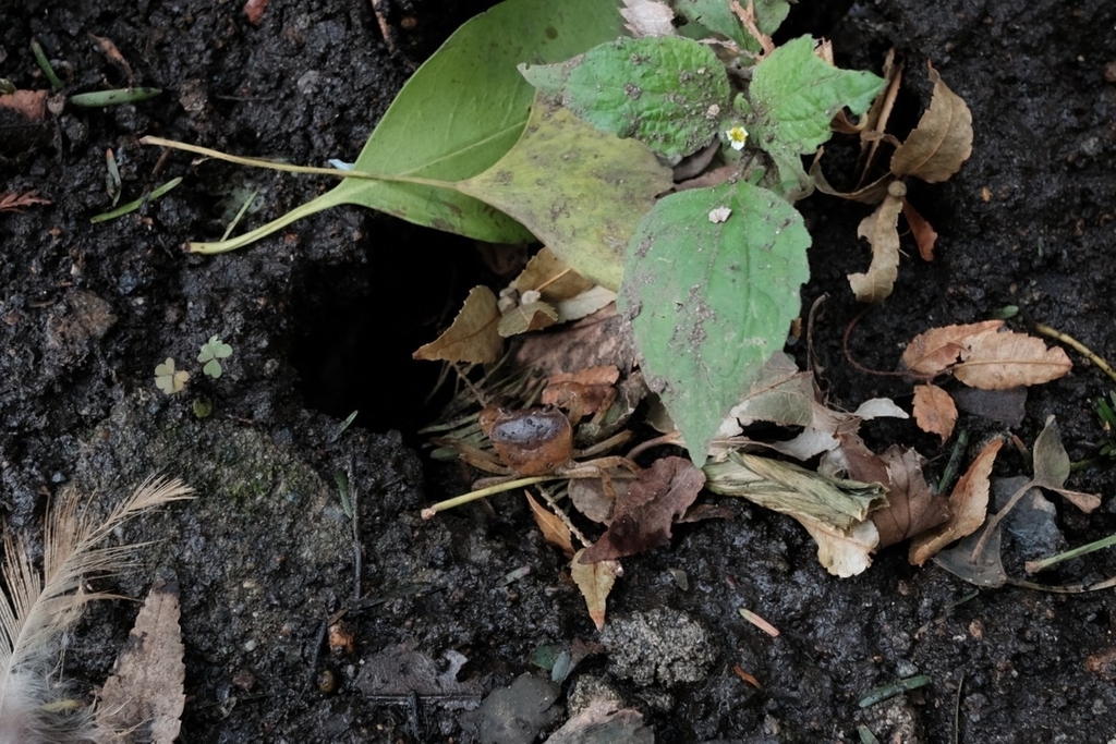 f:id:naitwo2:20190202184030j:plain