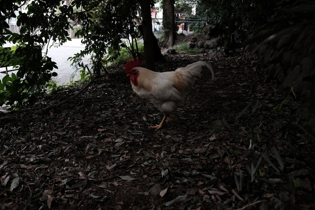 f:id:naitwo2:20190202184041j:plain