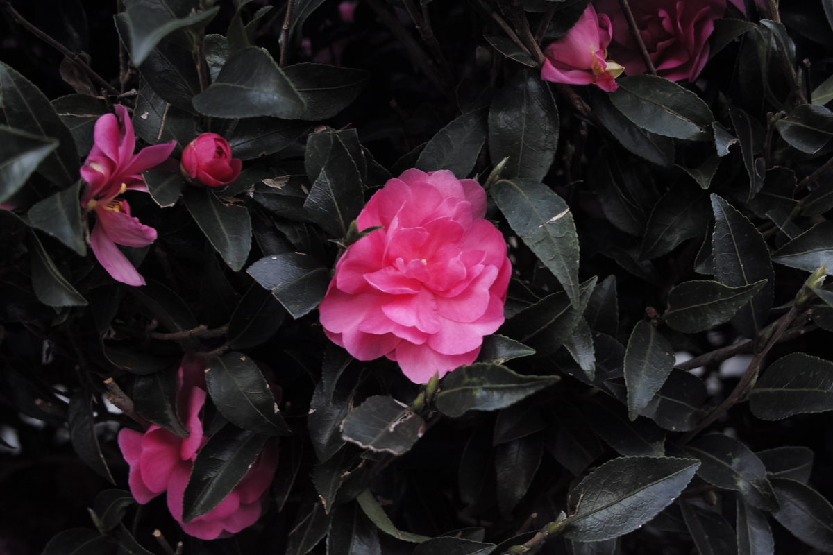 SIGMA DP2x
