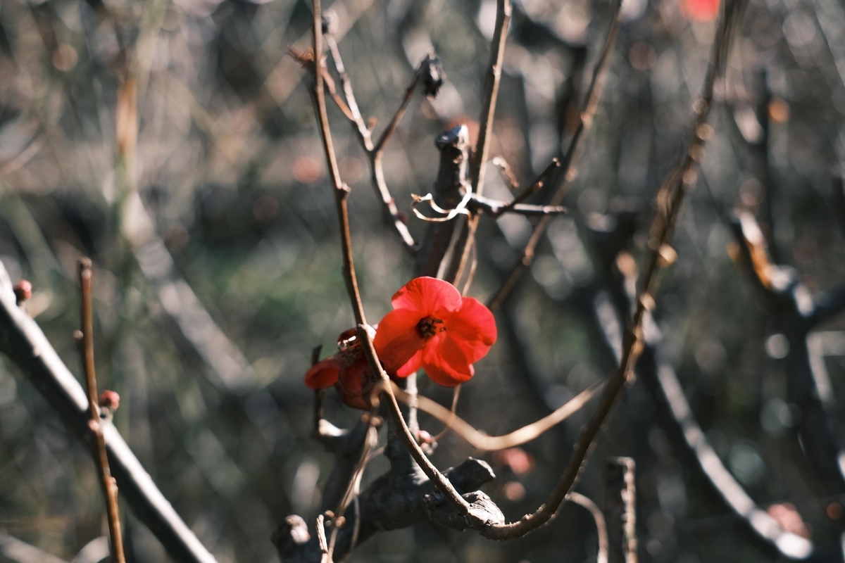 f:id:naitwo2:20210208235520j:plain