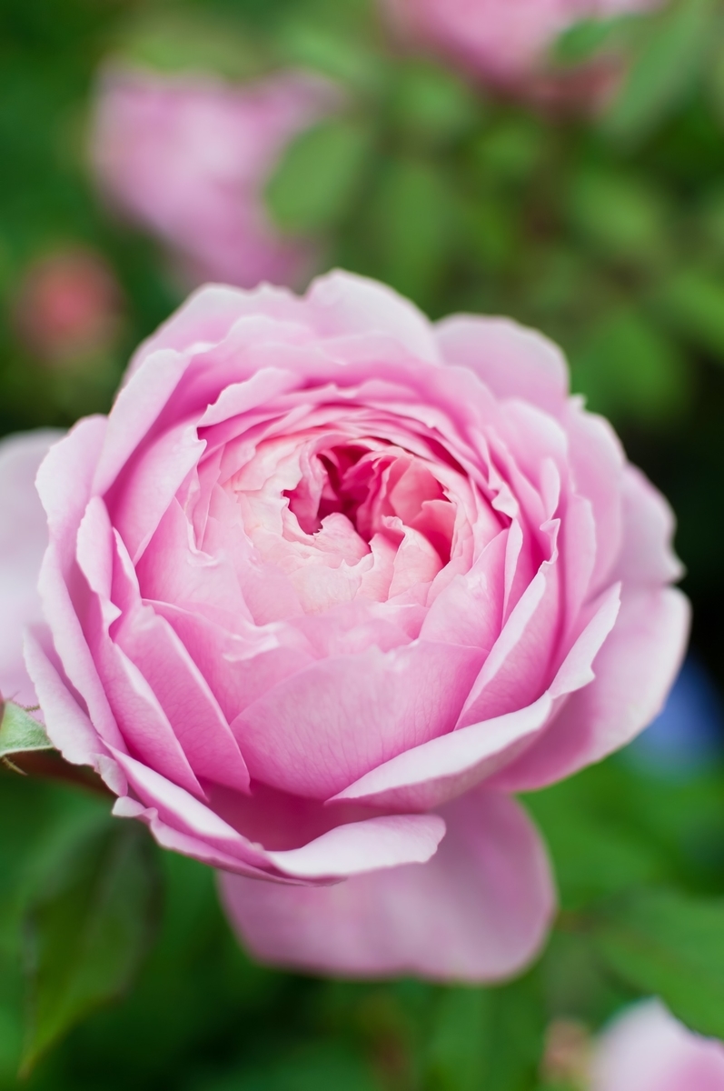 f:id:naka1027tan:20190719043956j:plain