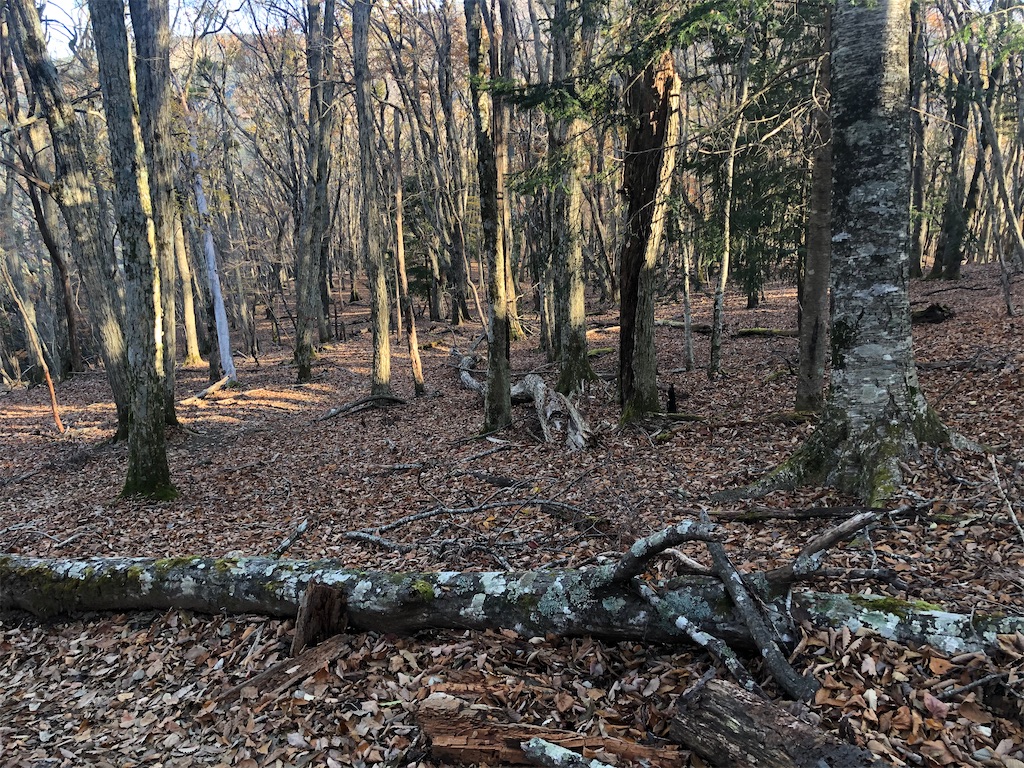 f:id:naka350z:20201119014351j:image