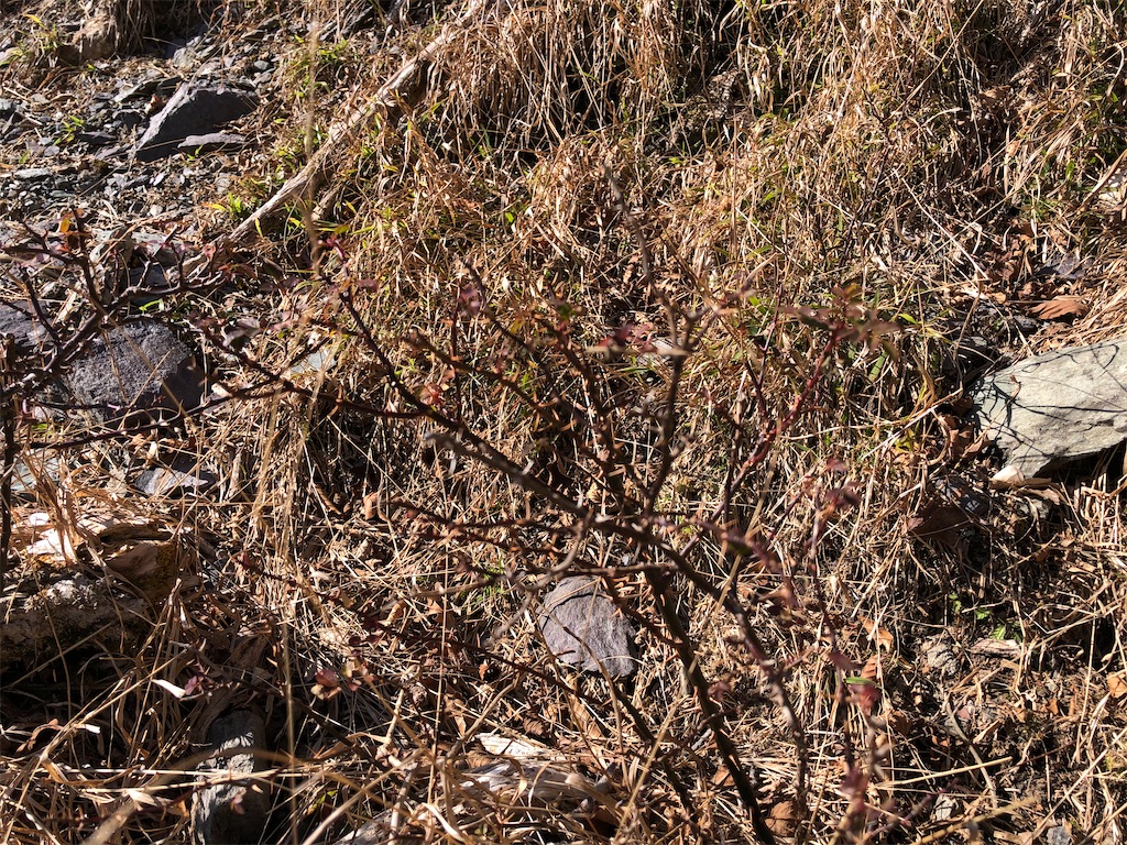 f:id:naka350z:20201119014519j:image