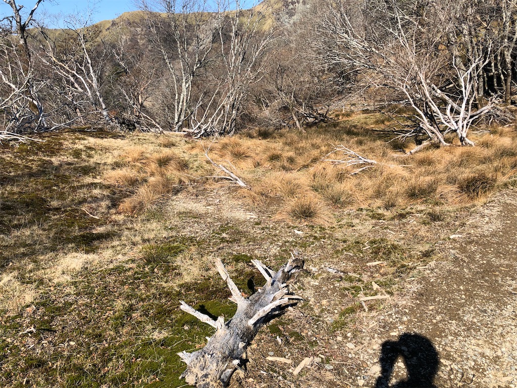 f:id:naka350z:20201119014719j:image