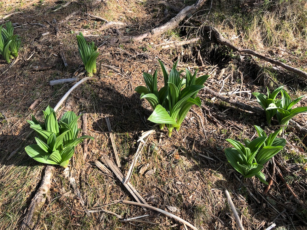 f:id:naka350z:20210517024447j:image