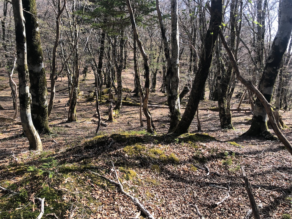 f:id:naka350z:20210517024754j:image