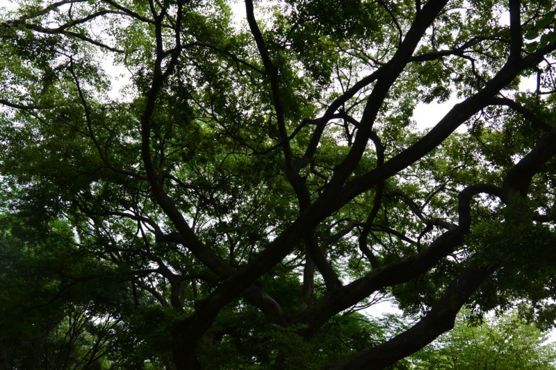 f:id:naka_ao:20140706120830j:image f:id:naka_ao:20140706120830j:image