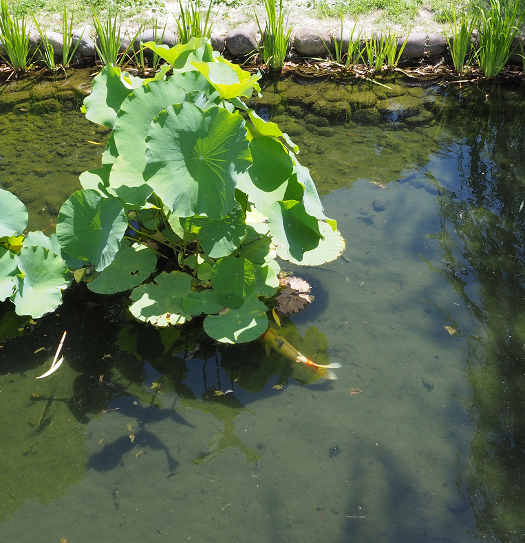 f:id:nakaaki0815:20161230143052p:plain