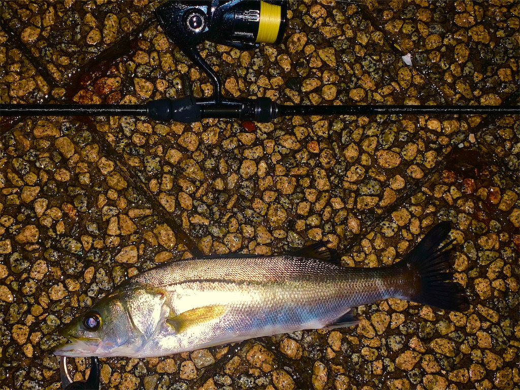 f:id:nakagawaseabass:20210513231408j:image