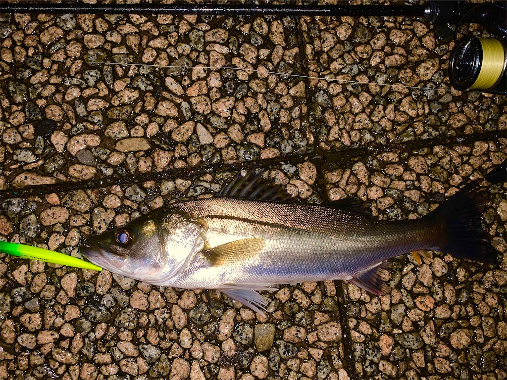 f:id:nakagawaseabass:20210513231951j:image