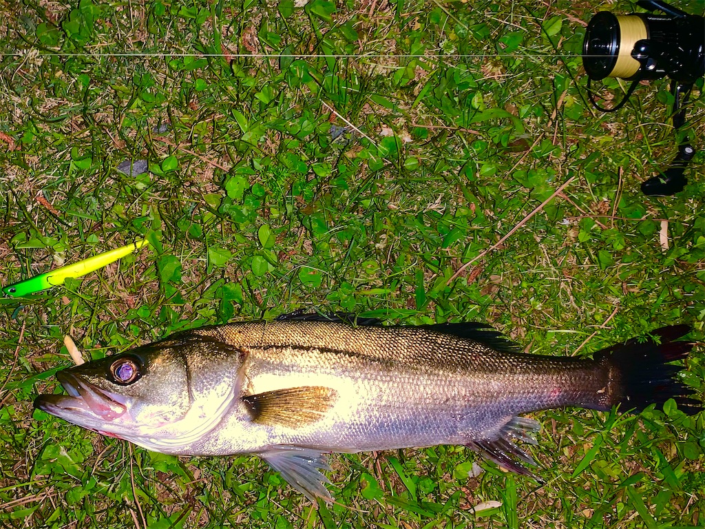 f:id:nakagawaseabass:20210515104441j:image
