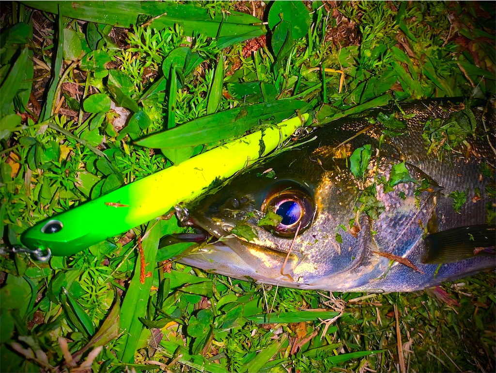 f:id:nakagawaseabass:20210515105232j:image