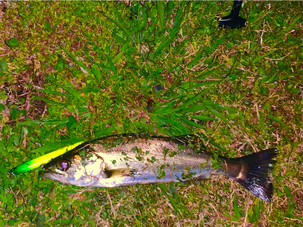f:id:nakagawaseabass:20210515105235j:image