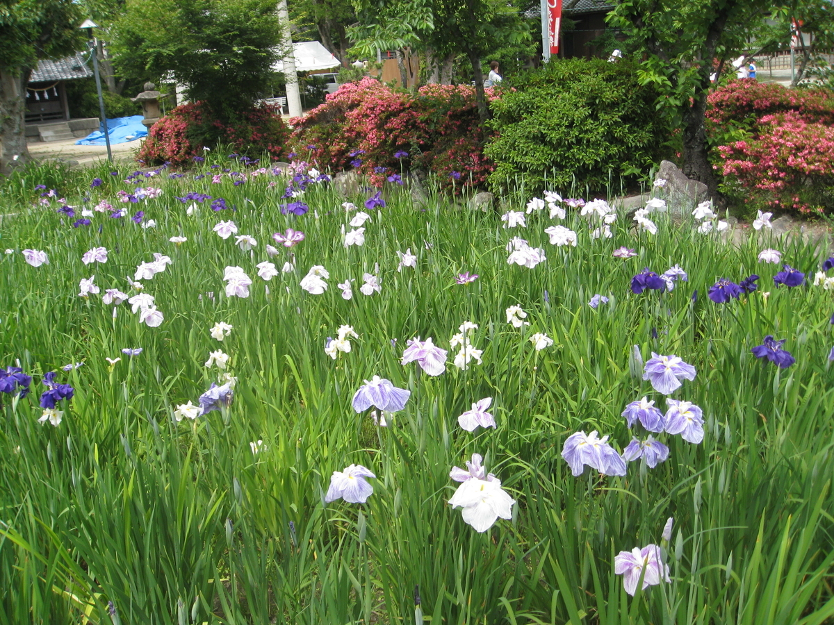 f:id:nakaimamarunosuke:20200621181849j:plain f:id:nakaimamarunosuke:20200621181849j:plain
