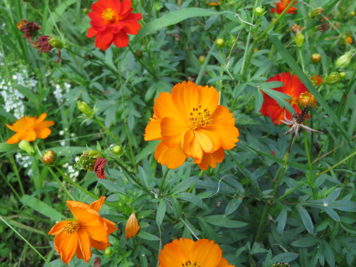 ジャッキーエヴァンコ Music Of The Night オペラ座の怪人より 中今 ノ丞の まあるく生きる