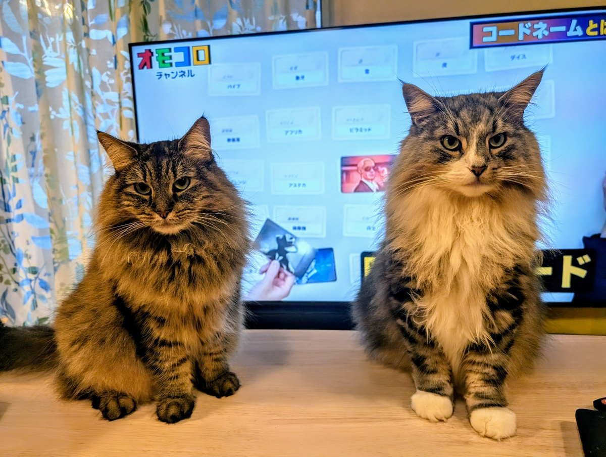 ポロとピピ
