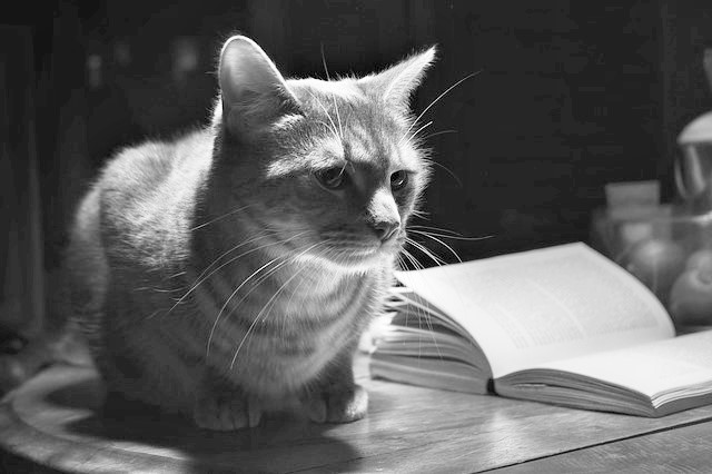 f:id:nakami_midsuki:20180815141629j:plain f:id:nakami_midsuki:20180815141629j:plain