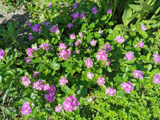 f:id:nakamin0717:20190715152104j:image