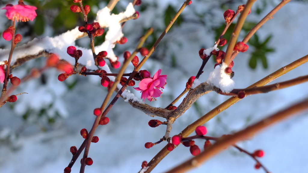 f:id:nakamu1973:20180218085553j:plain