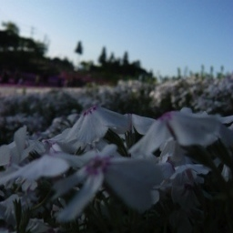 f:id:nakamura001:20081213002852p:image f:id:nakamura001:20081213002852p:image