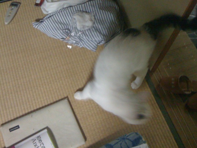 f:id:nakamura001:20090628070924j:image:w320 f:id:nakamura001:20090628070924j:image:w320