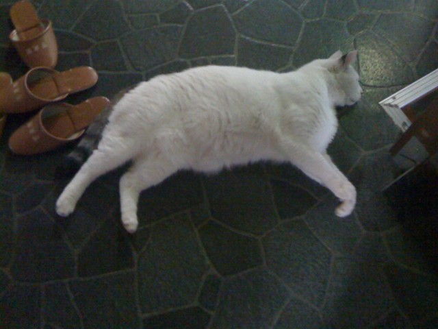 f:id:nakamura001:20090628071012j:image:w320 f:id:nakamura001:20090628071012j:image:w320