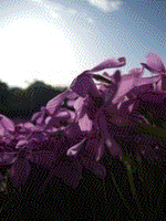 f:id:nakamura001:20100808062532p:image