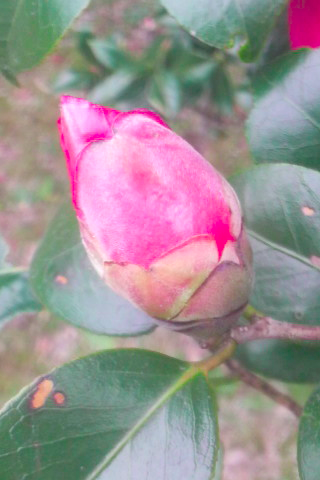 f:id:nakamura001:20100907002359p:image f:id:nakamura001:20100907002359p:image
