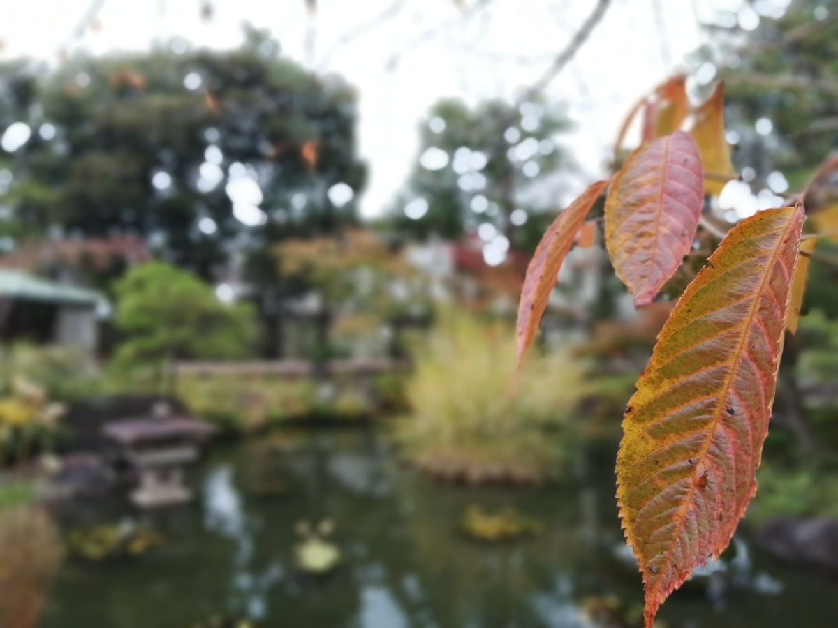 f:id:nakamura0nigiri:20211031174533j:plain