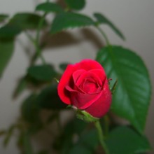 f:id:nakamura_bokushi:20110708140308j:image