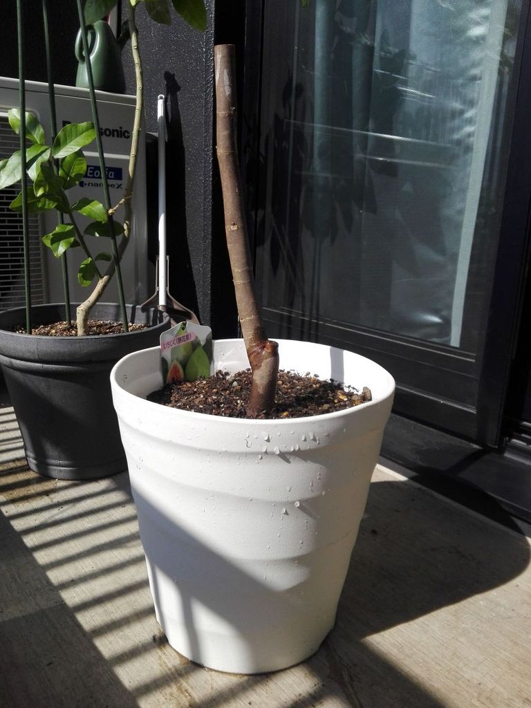 イチジク】鉢に植えて4か月、もう実がなる？ - ゆる果樹