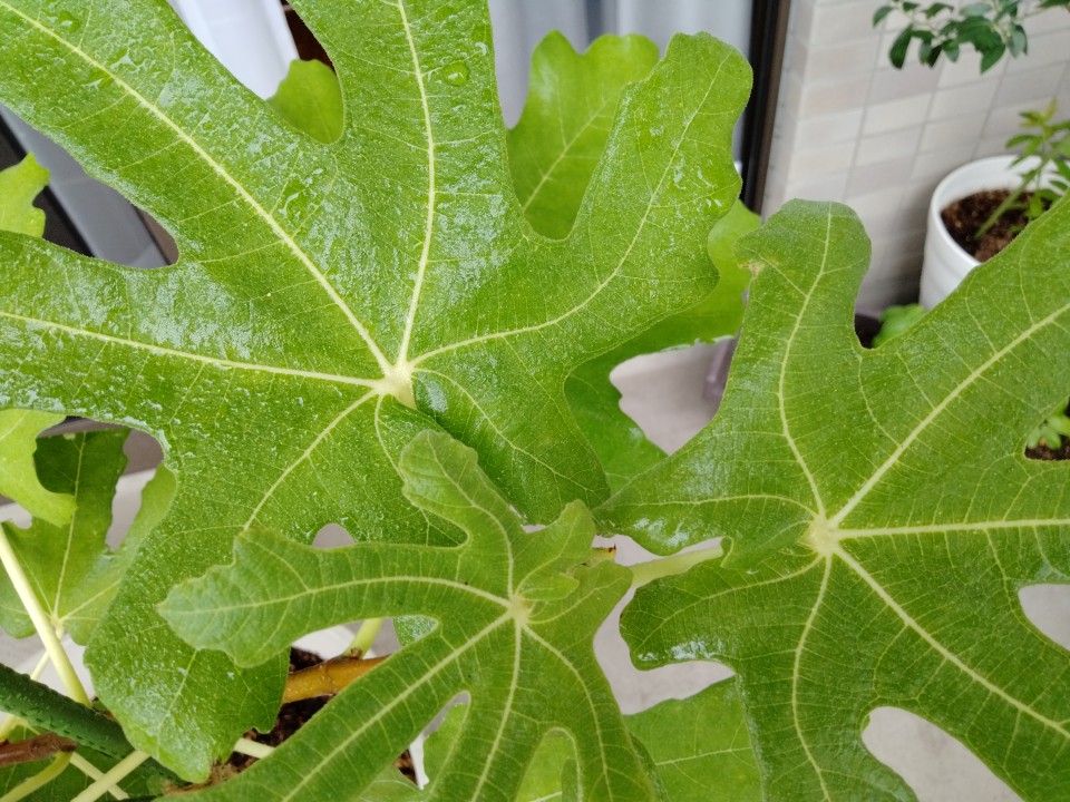 イチジク さび病の原因 対策 重曹水スプレーの作り方 効果あり ゆる果樹 イチジク さび病の原因 対策 重曹水スプレーの作り方 効果あり ゆる果樹