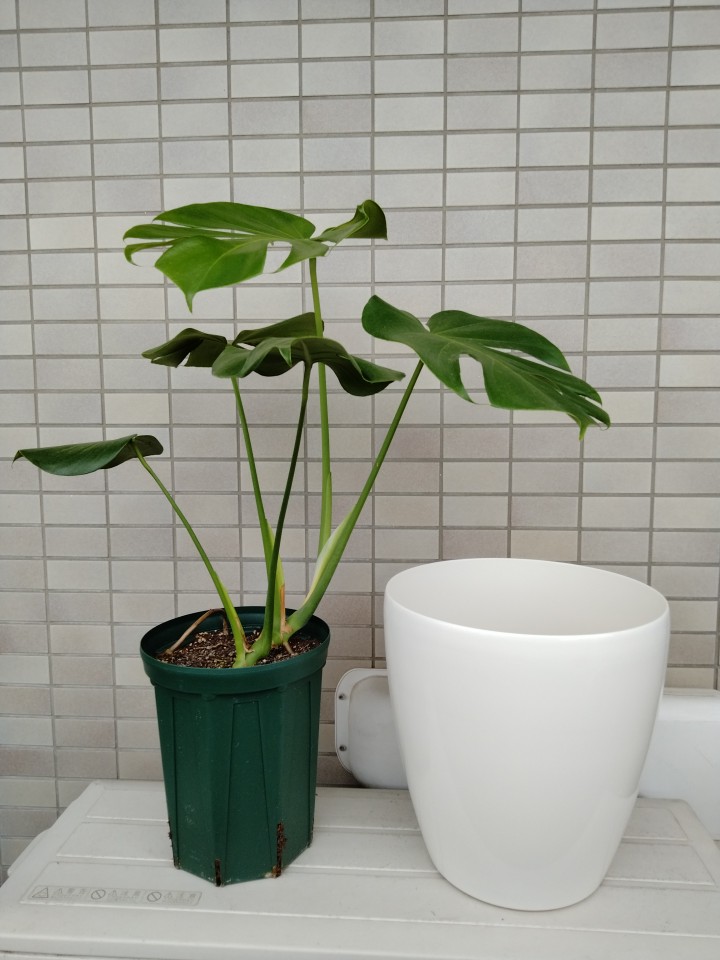仕立て 株立ちにしたい モンステラ アダンソニーを植え替え ゆる果樹