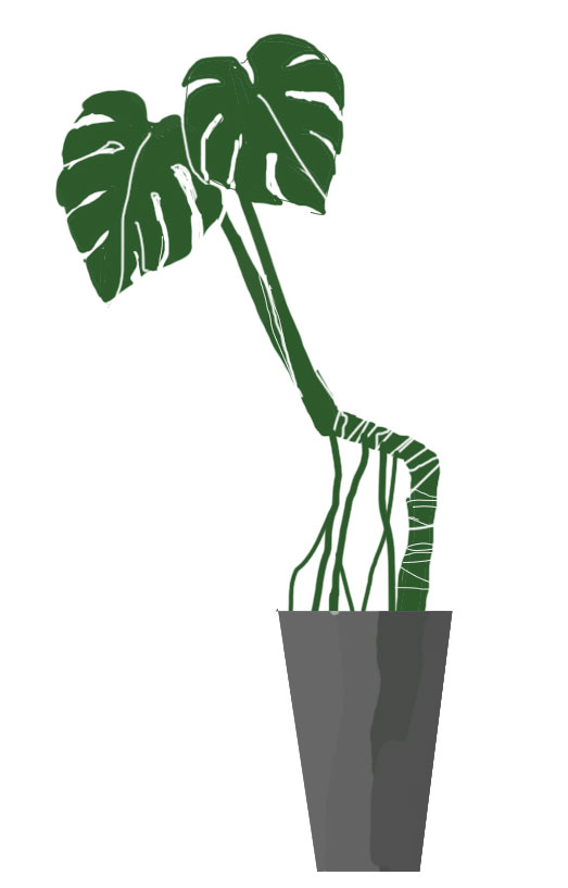 仕立て】株立ちにしたい！モンステラ・アダンソニーを植え替え - ゆる果樹