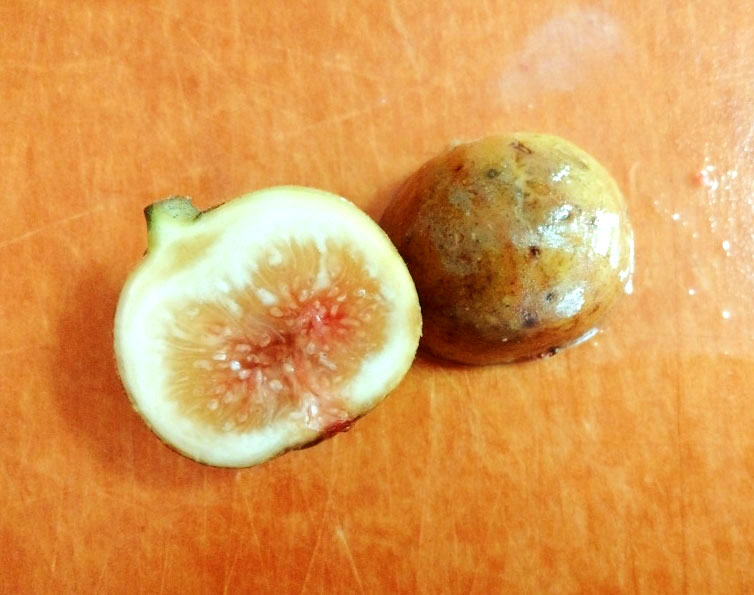 希少品種 イチジクThrakis Aspra レア品種 100%正規品 インテリア