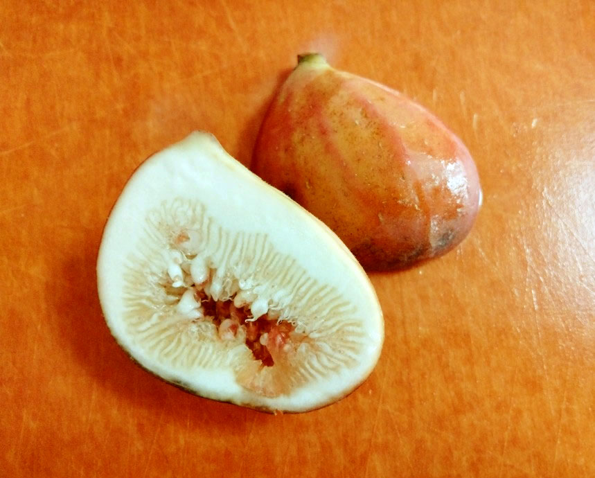 希少品種 イチジクThrakis Aspra レア品種 100%正規品 インテリア