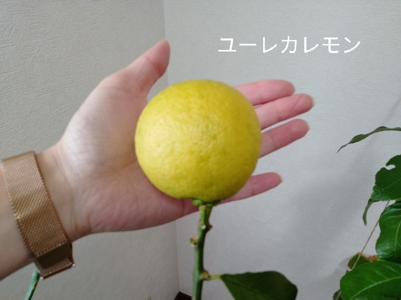 22年2月 定期観測と栽培品種 園芸あるある もったいなくてつい挿し木しちゃう ゆる果樹