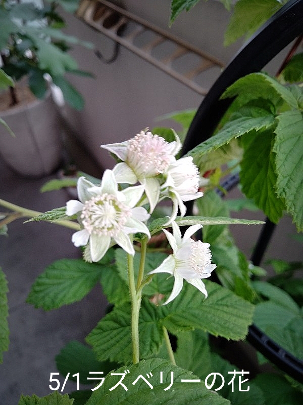 鉢植えラズベリー（グレンアンプル）を初収穫！味は美味しい？初心者が