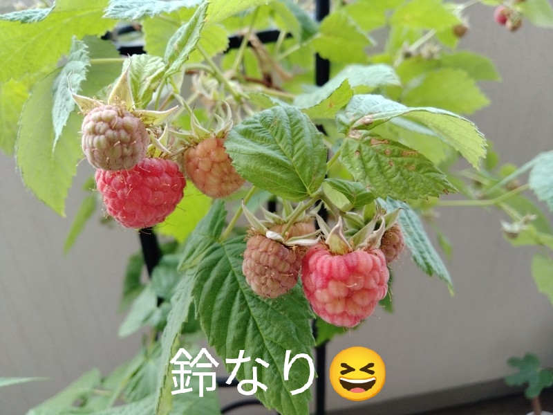 鉢植えラズベリー グレンアンプル を初収穫 味は美味しい 初心者が小苗から収穫するまで 丸1年 ゆる果樹