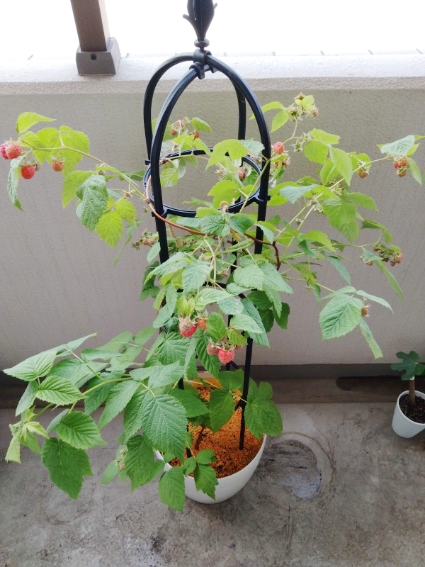 鉢植えラズベリー（グレンアンプル）を初収穫！味は美味しい？初心者が